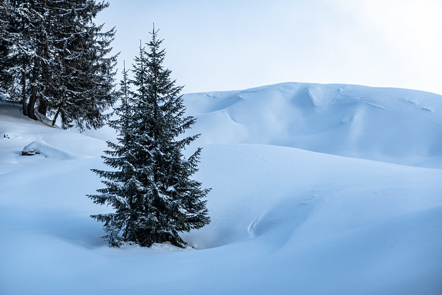 Snowscape with trees