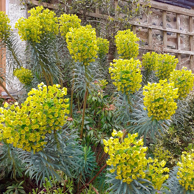 Euphorbia