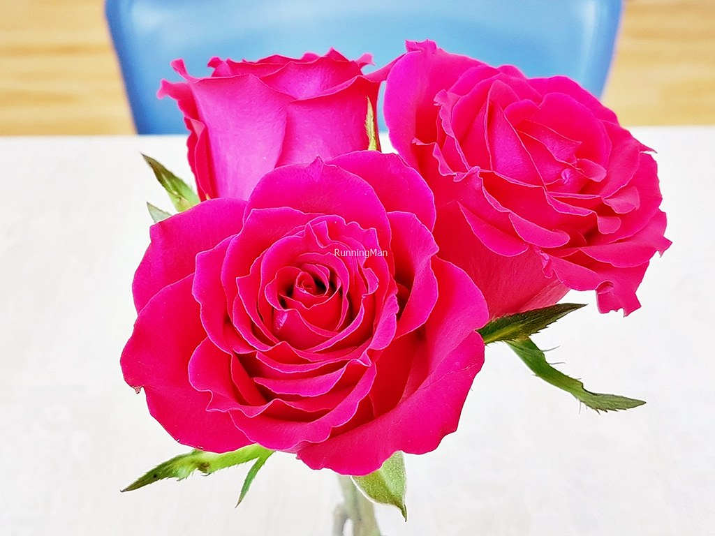 Fresh Roses