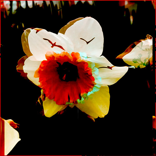 Daffodil (edited beyond belief) | by mohuski