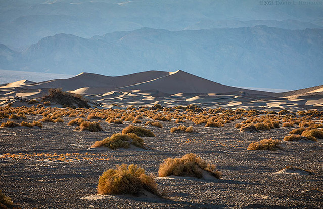 Dunes, Late Afternoon  -  Death Valley National Park  (2021)