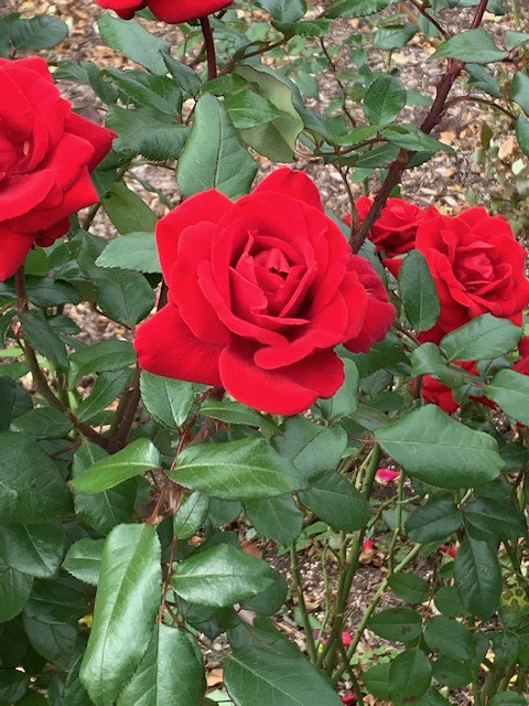 Crimson Bouquet 2