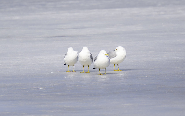 Four ring-billed gulls on the ice