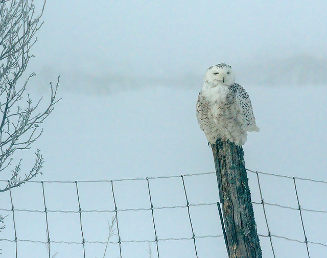 Snowy Owl ♀, on a foggy morning.
