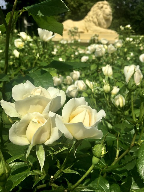 Roses are white