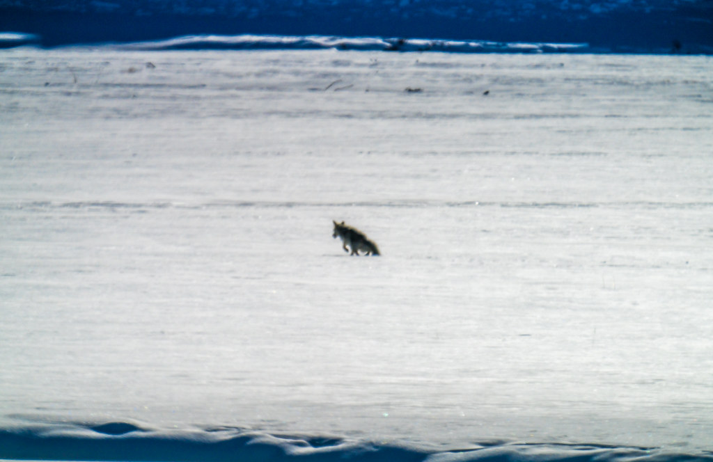 Lone Coyote! Yellowstone National Park Winter Wildlife Sony A7R4 Montana Fine Art Landscape Nature Wildlife Photography! Elliot McGucken Fine Art American West Photography! Sony A7R 4 & Sony FE 200-600mm f/5.6-6.3 G OSS Lens 1.4x Teleconverter Lens
