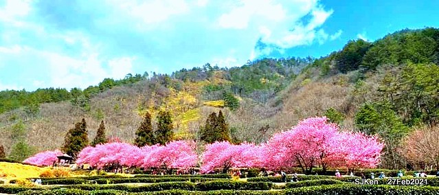 Wuling farm Cherry blossoms , Taichung, Middle Taiwan, SJKen, Feb 27, 2021.