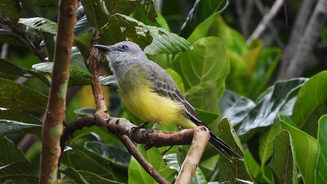 Suiriri - Tropical Kingbird