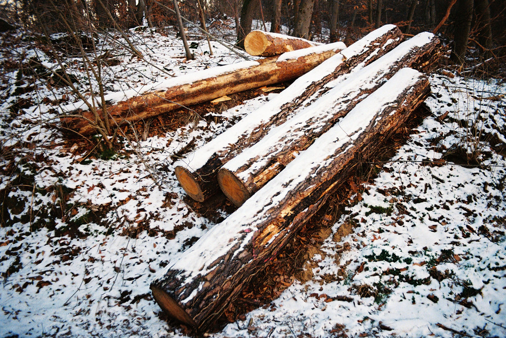 winter lumber at sunset