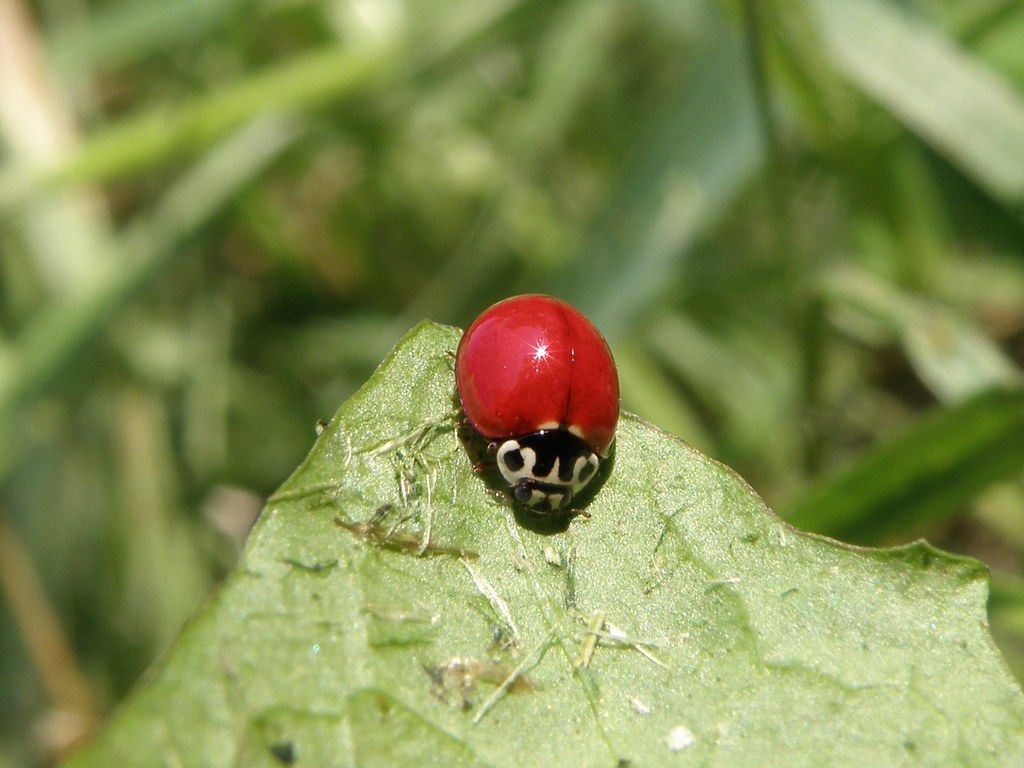 P7046740...Spotless Ladybug