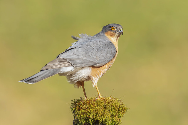 Sparrowhawk - Accipiter nisus