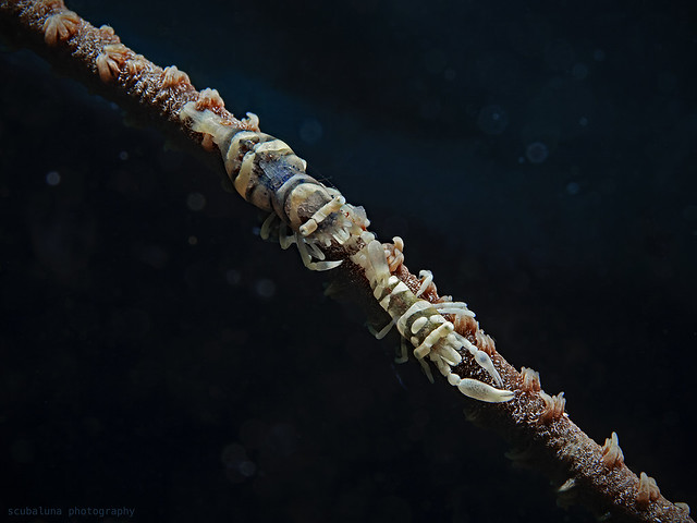 Drahtkorallen-Garnelen, Whip Coral Shrimps on Black Coral (Pontonides ankeri)