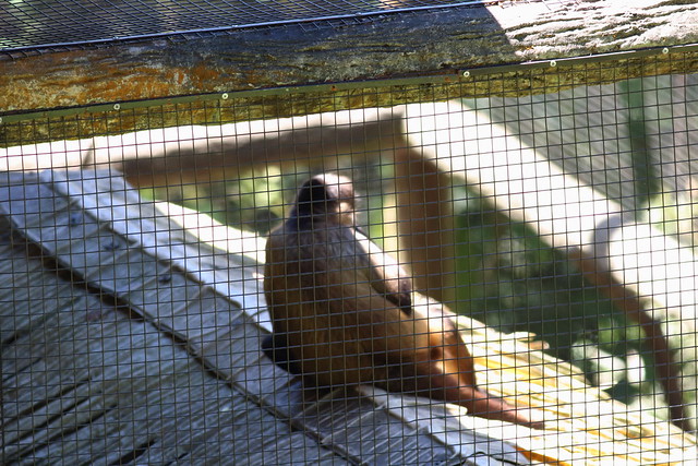 Saïmiri commun Saimiri sciureus Common squirrel monkey