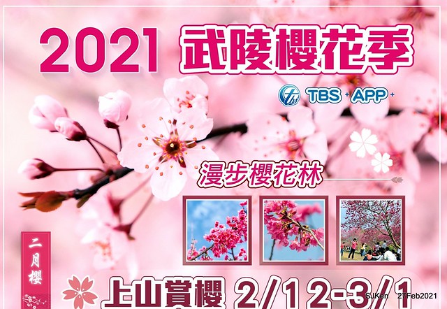 Wuling farm Cherry blossoms , Taichung, Middle Taiwan, SJKen, Feb 27, 2021.