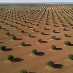 Intensive olive groves, Tunisia