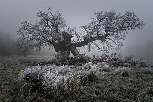 croome croomelandscapepark nt nationaltrust worcestershire capabilitybrown tree oaktree dead branches landscape frost freezingfog ice cold winter fog nikon d7500