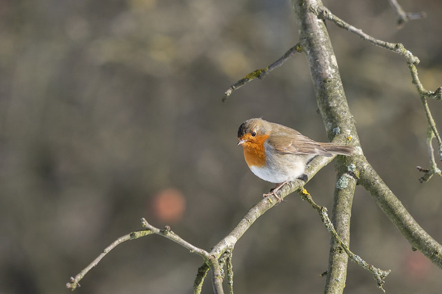 Robin in Winter Sun