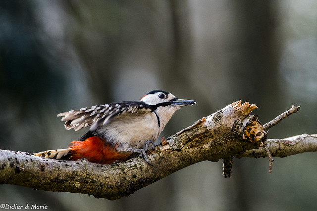 GREAT SPOTTED WOODPECKER - PIC EPEICHE
