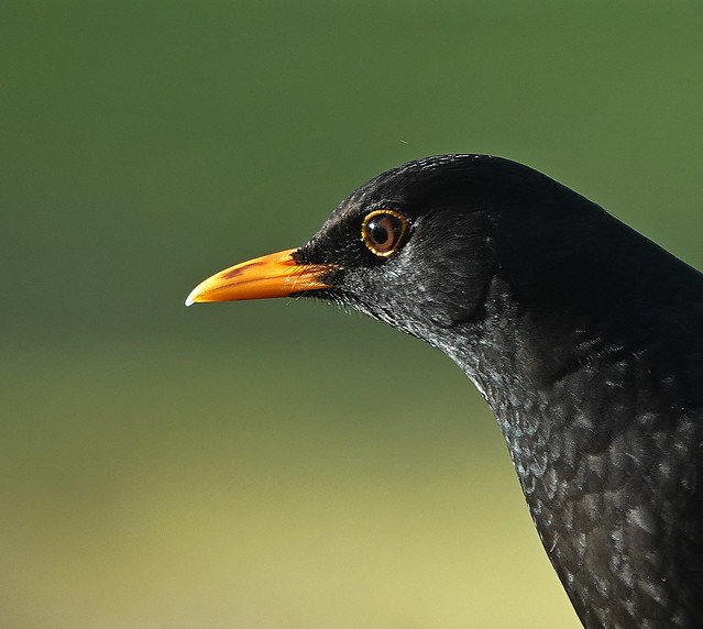 blackbird close up