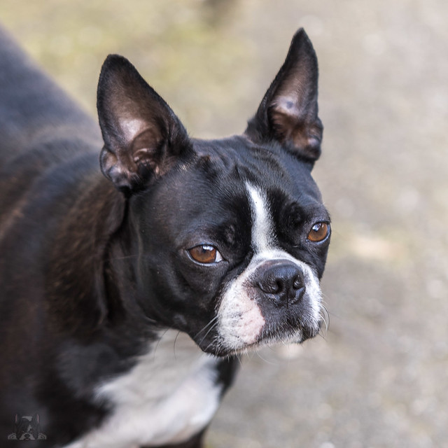 Boston Terrier Pictures and Informations - Dog-Breeds.com