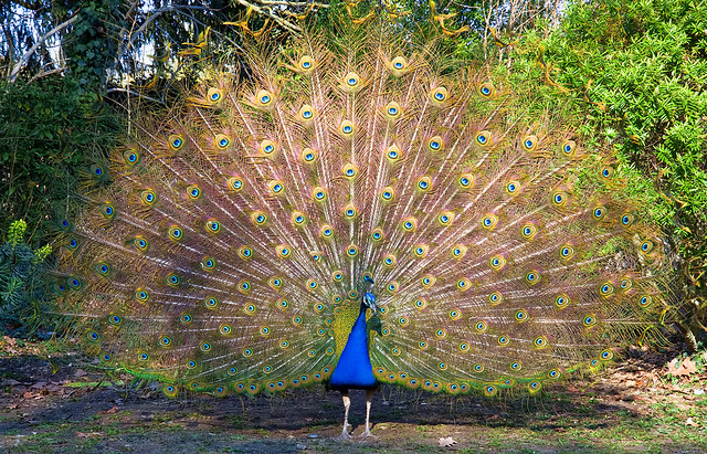 Paon - Peacock