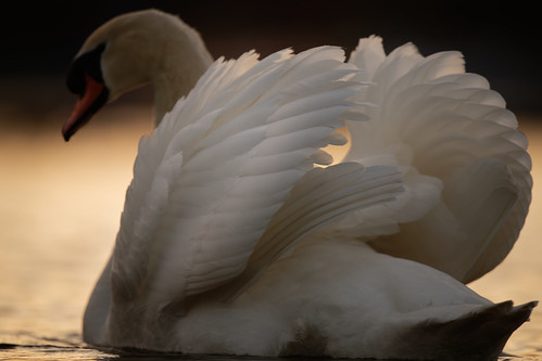 swan lake sunset whitlingham norfolk broads wildlife bird jonathan casey photography nikon 400mm