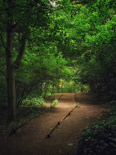landscape nature trees woodland green colour shade light york yorkshire moody mobilephotography snapseed