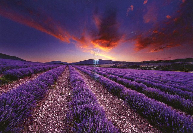 Sunset in a Lavender Field