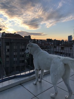 dog and the sunset.