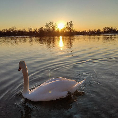 swan bird animal nature lake sun sunset dusk water xiaomi smartphone phone