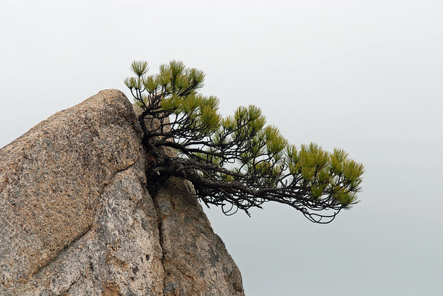 Natural bonsai pine