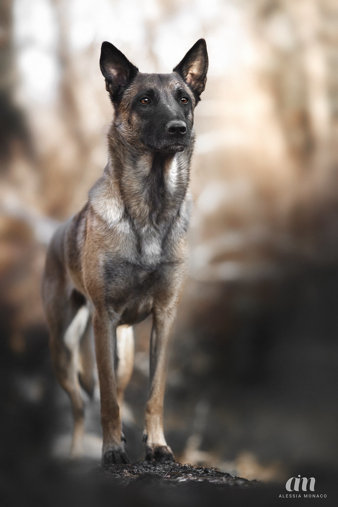 Malinois in the forest