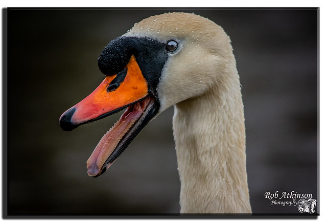 Angry swan