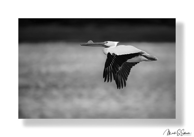 Pelican in Flight at Riverlands Migratory Bird Sanctuary - No. 1 BW