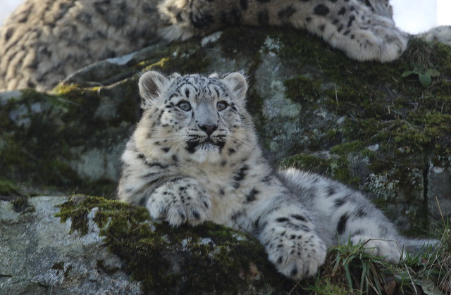 Snow Leopard Kits. ( 1 of 3)