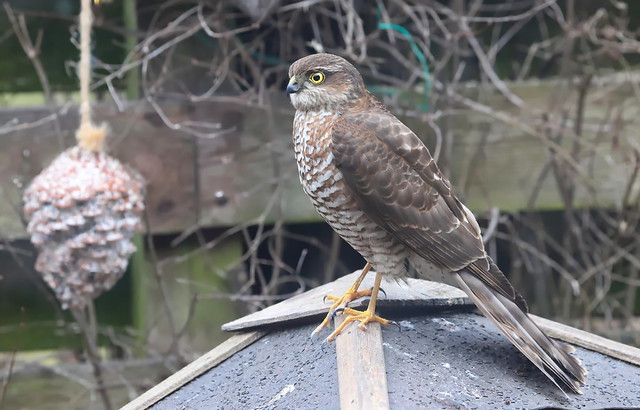 Spurvehøg (Eurasian Sparrow Hawk / Accipiter nisus) A visitor in the Garden! Shot though the window