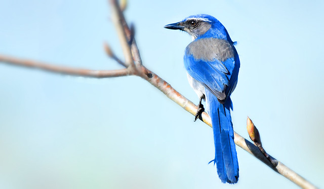 Bluebird on Branch