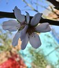 My First Almond Tree Flowers by Chic Bee