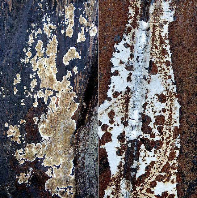 Abstract combo collage of tree bark with white fungi and a rusting dumpster