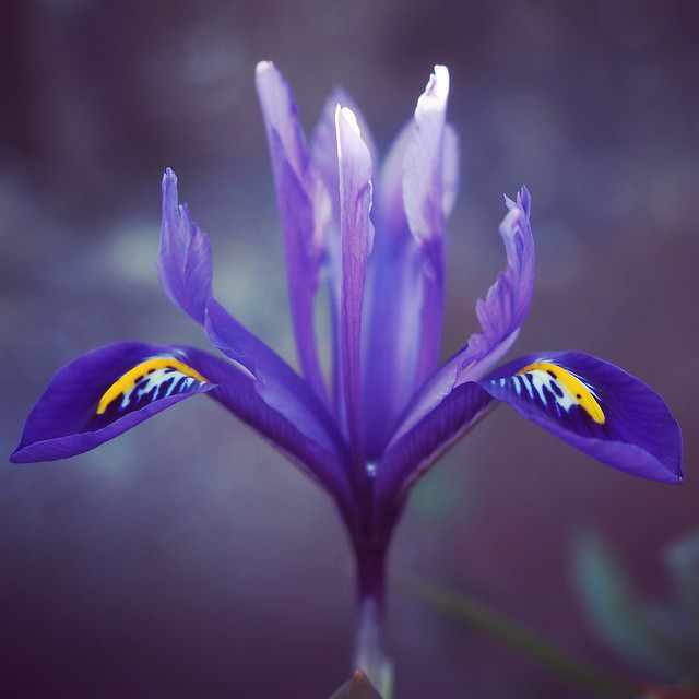 Iris Reticulata Pixie