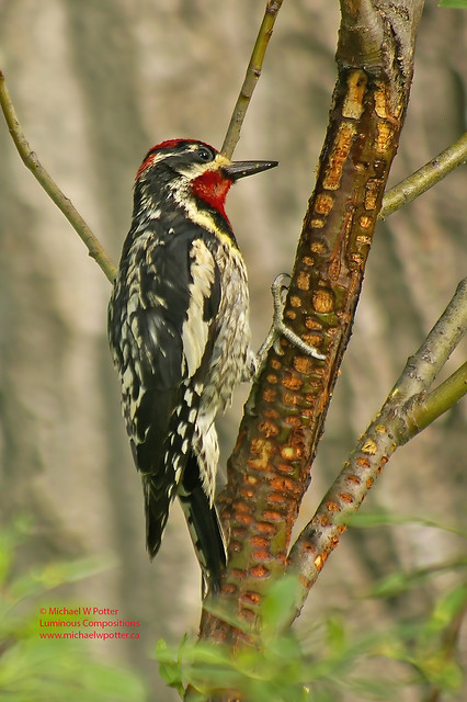 Red-naped Sapsucker male at sap wells