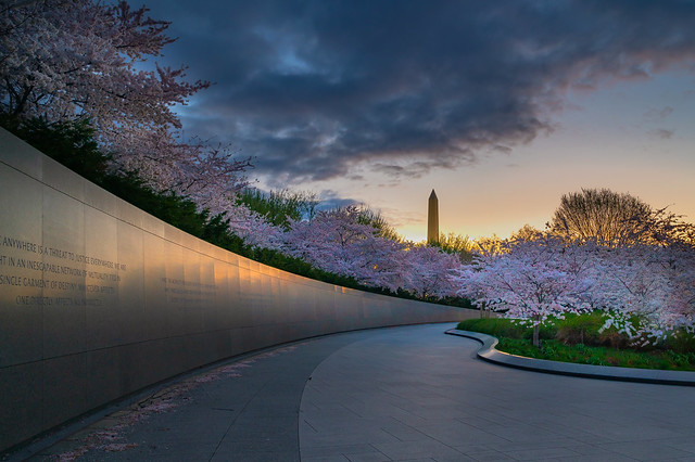 Cherry Blossoms at dawn