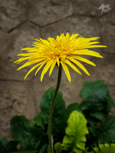 garden keralaindia valuvanadu thottakara dandeloin india flower ottapalam kerala keralam flowers yellow places binodtherat
