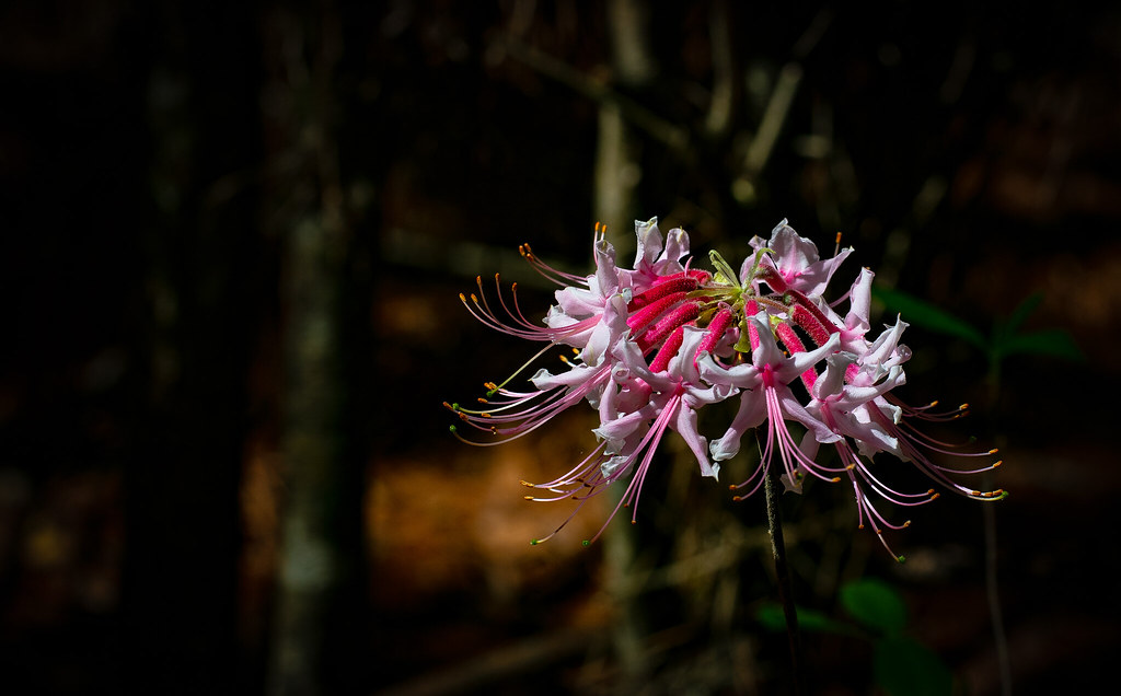 Rhododendron canescens (Mountain azalea)