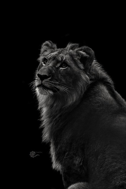 Löwe / Lion  ( Panthera Leo )