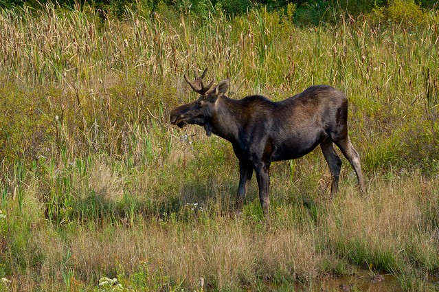2020-top-10-moose-meadow