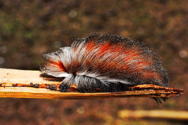 Podalia orsilochus caterpillar (Megalopygidae)