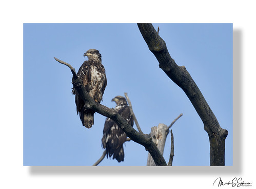 baldeagles juvenileeagles eagles eaglebluffsconservationarea boonecounty missouri nikon d850 600mmnikkor
