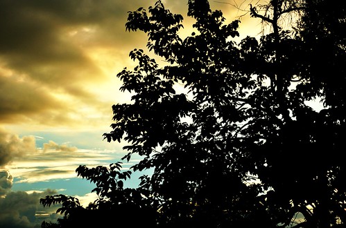 emcasa athome pôrdosol sunset branches silhuetas silhouettes