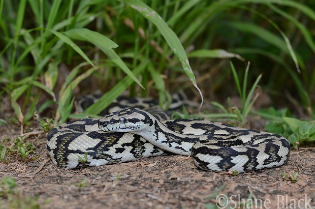 Carpet Python (Morelia spilota)